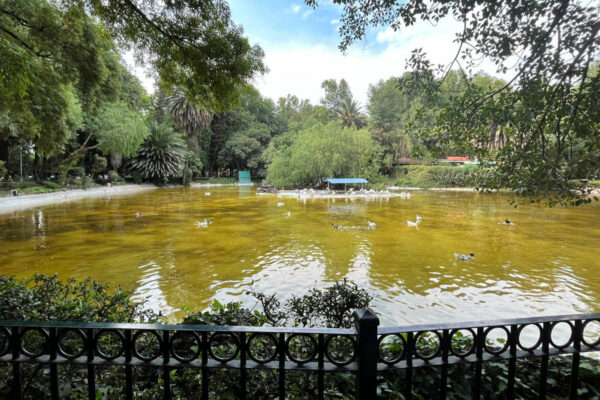 Pond with ducks at Parque México.