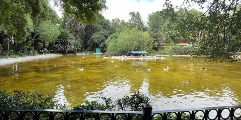 Pond with ducks at Parque México.